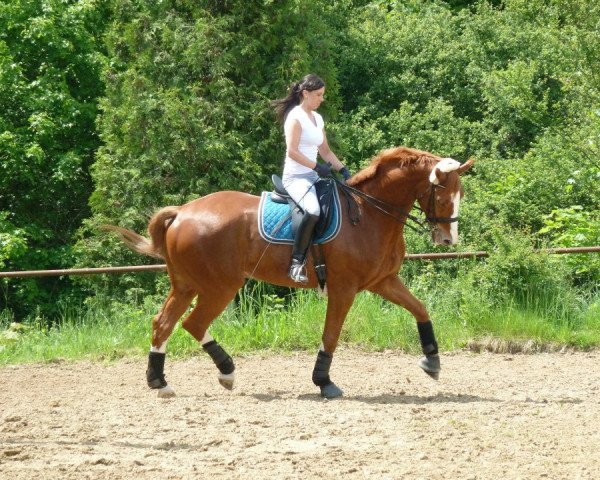 Pferd WR Feolin (Hannoveraner, 2000, von Walt Disney I)