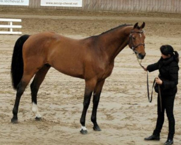 stallion Cardero (Holsteiner, 2000, from Coriano)