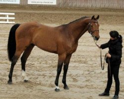 stallion Champs Elysees (Holsteiner, 2000, from Coriano)