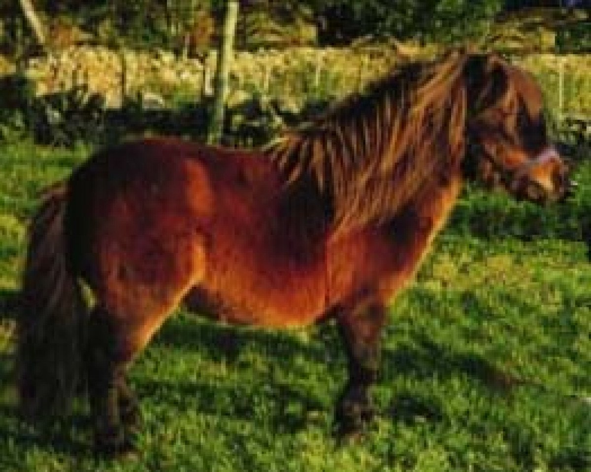 Deckhengst Mountross Tom Thumb (Shetland Pony (unter 87 cm), 1975, von Avening Concorde 2428)