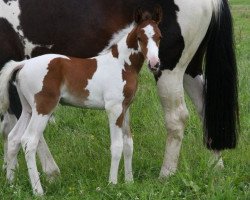 Springpferd Corrigan Morinda Z (Zangersheide Reitpferd, 2012, von Cardero)