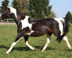 Zuchtstute Vanessa van Erpekom (Belgisches Warmblut, 1998, von Limbo)