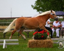 Zuchtstute Minerva (Haflinger, 1990, von Mithras)