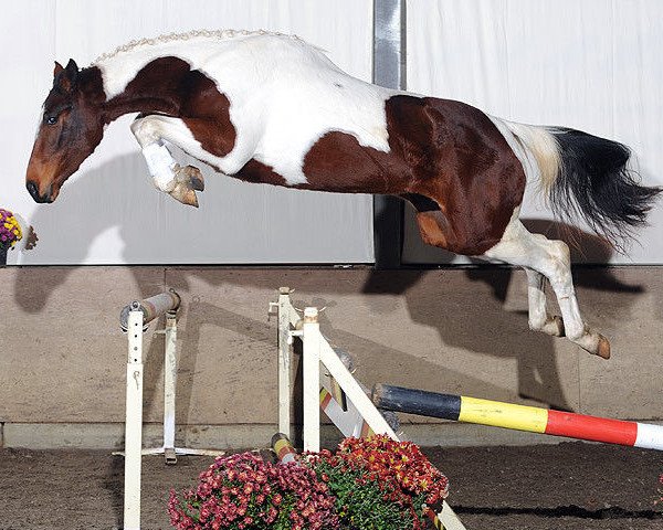 Pferd Ushi van Erpekom Z (Zangersheide Reitpferd, 2006, von Utah van Erpekom)