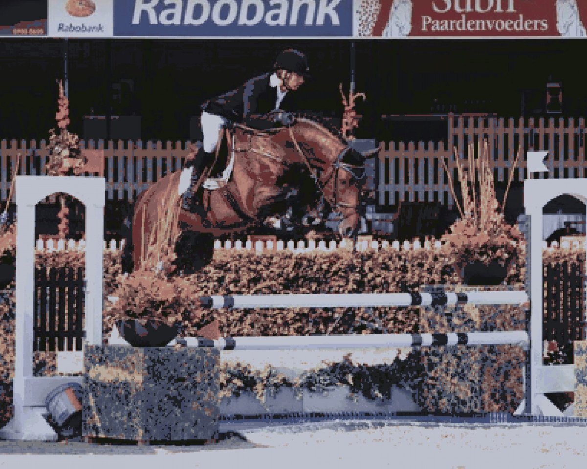 stallion Cidane (KWPN (Royal Dutch Sporthorse), 2007, from Heartbreaker)