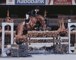 stallion Cidane (KWPN (Royal Dutch Sporthorse), 2007, from Heartbreaker)