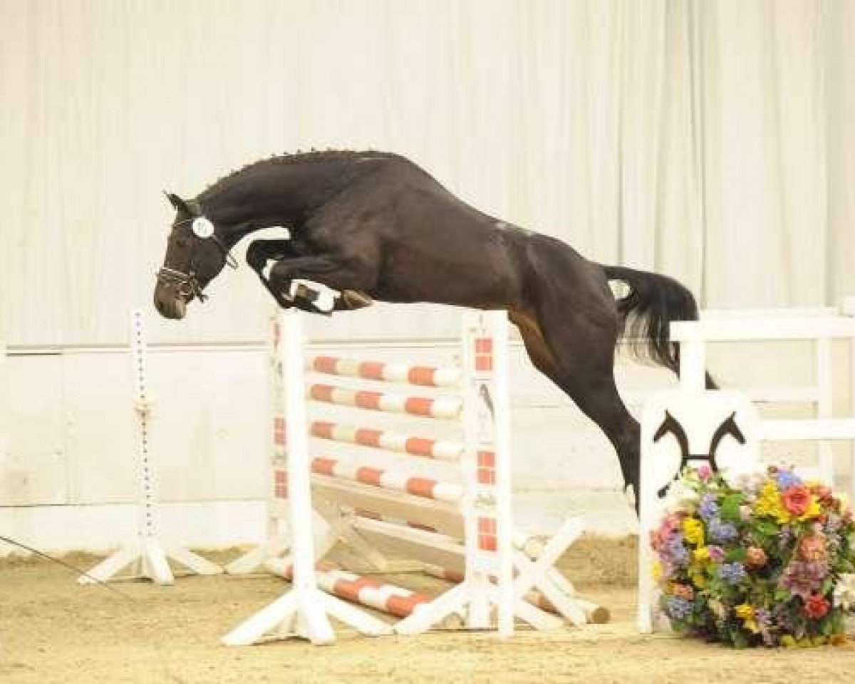 Deckhengst Chacco Boy 218 FIN (KWPN (Niederländisches Warmblut), 2007, von Chacco-Blue)