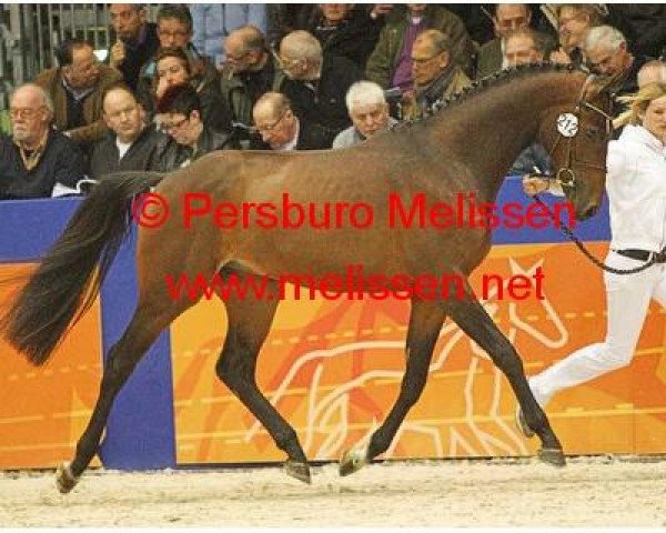 stallion Envoy (Royal Warmblood Studbook of the Netherlands (KWPN), 2009, from Numero Uno)