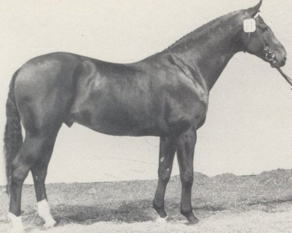 horse Renard (Westphalian, 1980, from Ramiro Z)