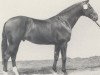 stallion Renard (Westphalian, 1980, from Ramiro Z)