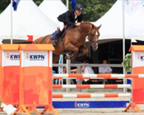 stallion VDL Groep Spiritivo (KWPN (Royal Dutch Sporthorse), 2008, from Indoctro)