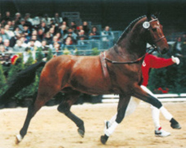 stallion Rebel Z III (Hanoverian, 1986, from Ramiro Z)