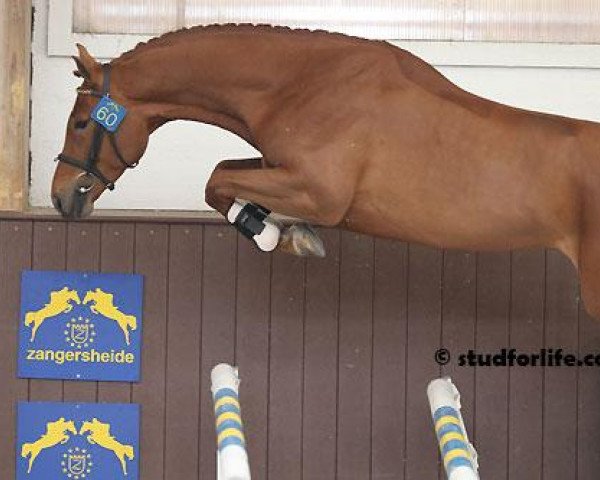 stallion Sandrino Z (Zangersheide riding horse, 2008, from Sandro Boy)