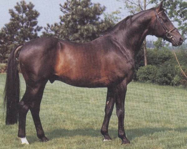 horse Sacramento Son (Holsteiner, 1976, from Sacramento Song xx)