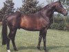stallion Sacramento Son (Holsteiner, 1976, from Sacramento Song xx)