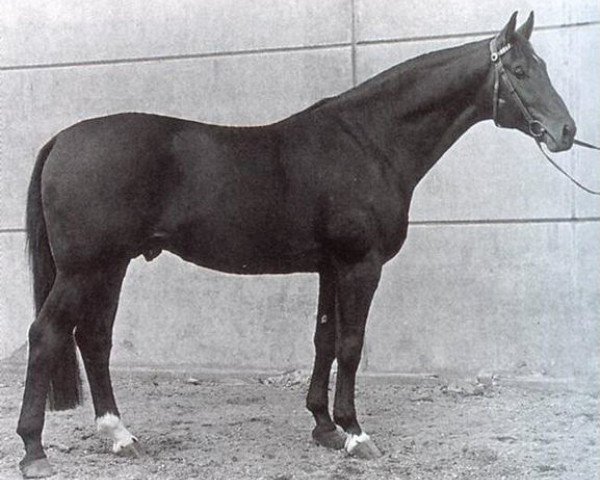 horse Romulus I (Westphalian, 1961, from Remus I)