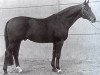 stallion Romulus I (Westphalian, 1961, from Remus I)