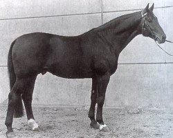 stallion Romulus I (Westphalian, 1961, from Remus I)