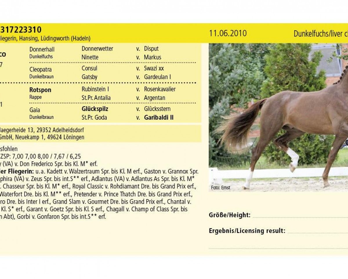 Dressurpferd Don Rouge Royal (Hannoveraner, 2010, von Don Frederico)