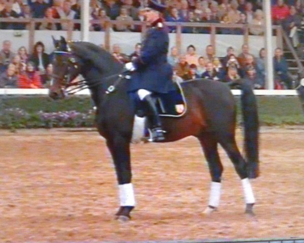 stallion Captain (Westphalian, 1984, from Canaris)