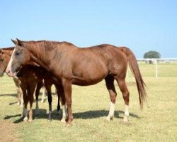 broodmare Misty Eyed B H Pine (Quarter Horse, 1997, from Chrome Plated Pine)