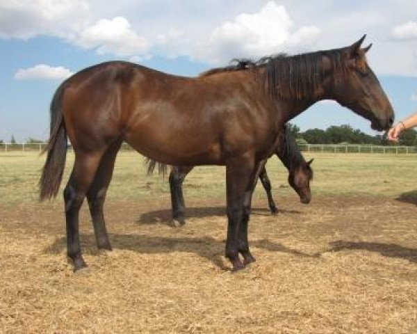 horse Misty Revolution (Quarter Horse, 2010, from Einsteins Revolution)