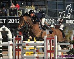 stallion Lord If de Chalusse (Selle Français, 1999, from If De Merze)