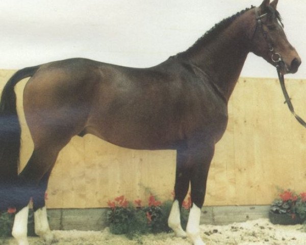 stallion Furinos (Hanoverian, 1984, from Furioso II)