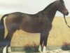 stallion Furinos (Hanoverian, 1984, from Furioso II)