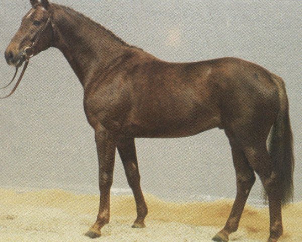 stallion Eklatant (Hanoverian, 1982, from Ecuador xx)