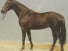 stallion Eklatant (Hanoverian, 1982, from Ecuador xx)