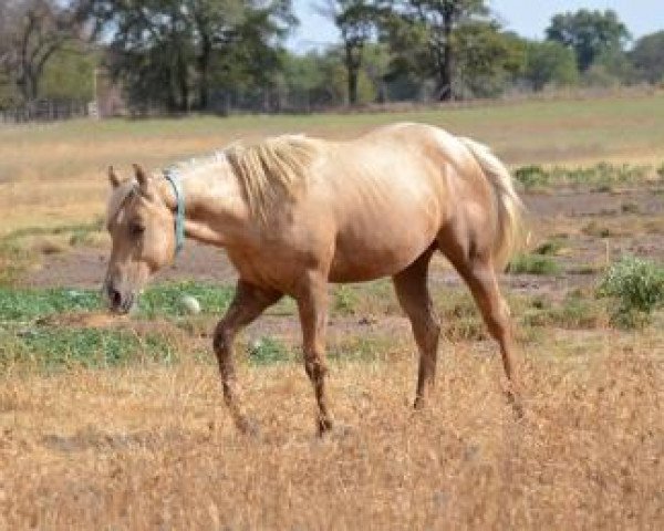 horse Navajos Lil Wimp (Quarter Horse, 2010, from Wimpys Little Step)