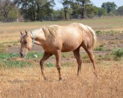 Pferd Navajos Lil Wimp (Quarter Horse, 2010, von Wimpys Little Step)