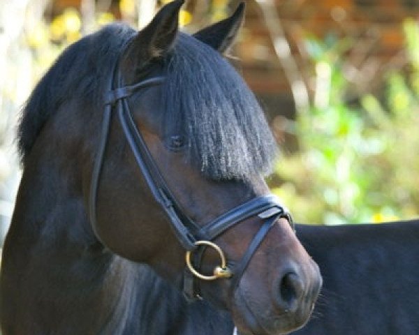 stallion Harvey (German Riding Pony, 2009, from Halifax)