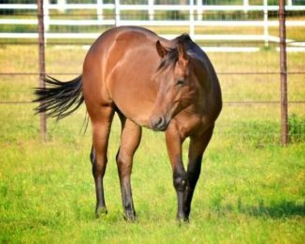 horse Rocknrevolution (Quarter Horse, 2010, from Einsteins Revolution)