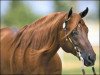 stallion Great Resolve (Quarter Horse, 1997, from Great Red Pine)