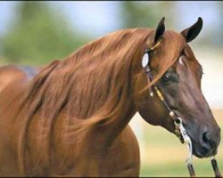 Deckhengst Great Resolve (Quarter Horse, 1997, von Great Red Pine)