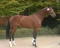 horse Carib-Life (Oldenburg show jumper, 2010, from Carismo II 123 FIN)