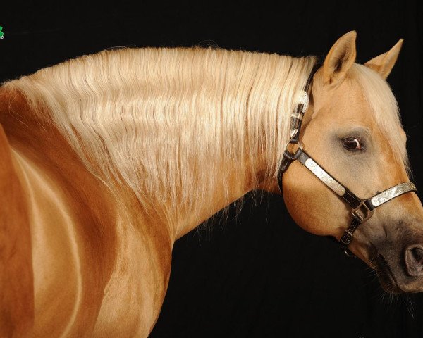 stallion Solanoswarlee Boy (Quarter Horse, 1991, from Docowarlee)