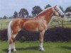 stallion Abel (Haflinger, 1997, from Alpenstern)
