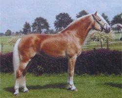 Deckhengst Abel (Haflinger, 1997, von Alpenstern)