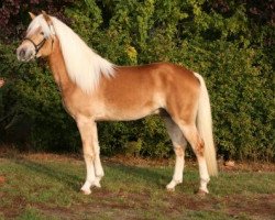 stallion Aron van Kashmir (Haflinger, 2004, from Abel)