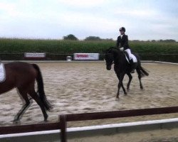 dressage horse Sir Symon (Oldenburg, 2007, from Samarant)