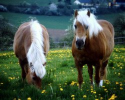 Zuchtstute Hanka H 341 (Haflinger, 1975, von Steven 45)