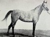 broodmare Bint Farida 1931 RAS (Arabian thoroughbred, 1931, from Mansour 1921 RAS)