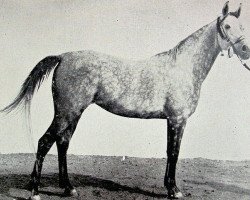 broodmare Bint Farida 1931 RAS (Arabian thoroughbred, 1931, from Mansour 1921 RAS)