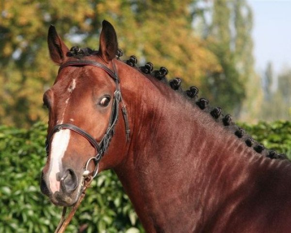 stallion Forever van de Noordheuvel (Belgian Warmblood, 2005, from Heartbreaker)