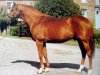 stallion Keen xx (Thoroughbred, 1981, from Sharpen Up xx)