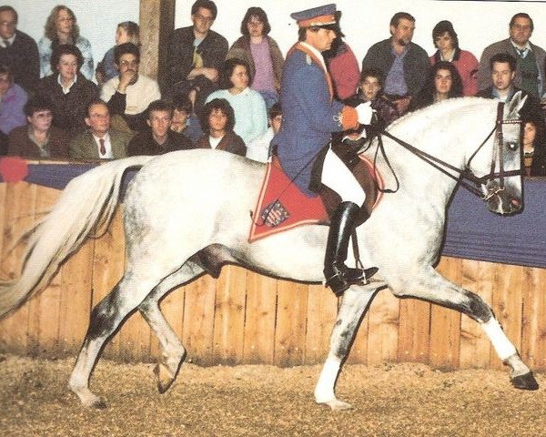 stallion Calderon (Hanoverian, 1982, from Cardinal xx)