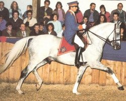 Pferd Calderon (Hannoveraner, 1982, von Cardinal xx)